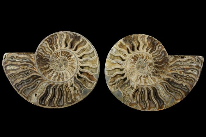 Daisy Flower Ammonite (Choffaticeras)- Madagascar #111312